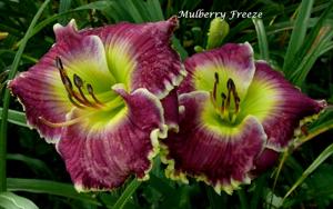 Mulberry Freeze (Stamile, 2008)